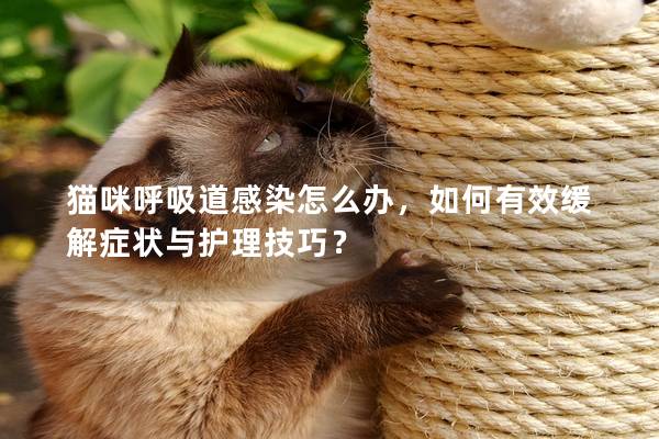 猫咪呼吸道感染怎么办，如何有效缓解症状与护理技巧？