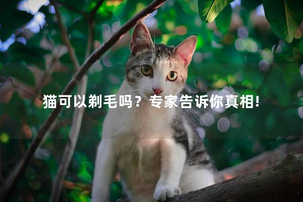 猫可以剃毛吗？专家告诉你真相!