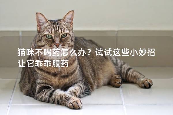 猫咪不喝药怎么办？试试这些小妙招让它乖乖服药