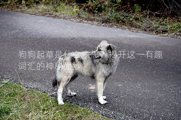 狗狗起草是什么意思？揭开这一有趣词汇的神秘面纱