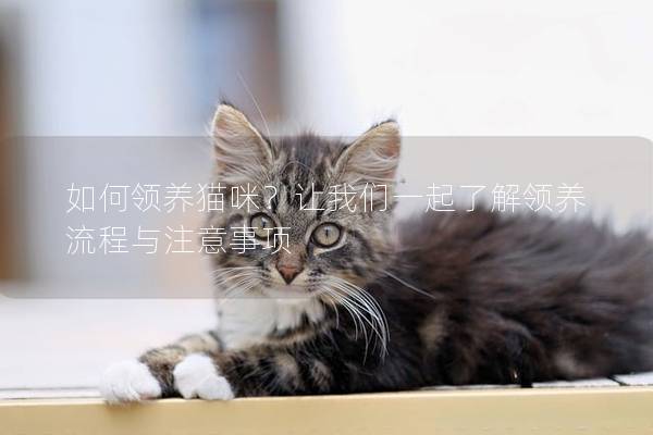 如何领养猫咪？让我们一起了解领养流程与注意事项