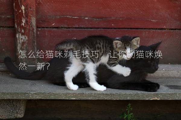 怎么给猫咪剃毛技巧，让你的猫咪焕然一新？