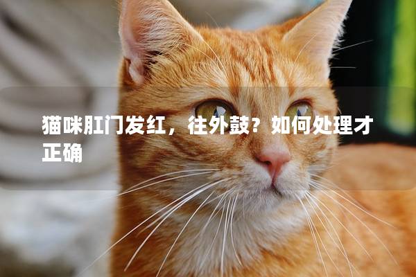 猫咪肛门发红，往外鼓？如何处理才正确