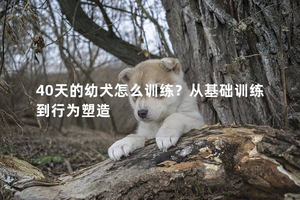 40天的幼犬怎么训练？从基础训练到行为塑造