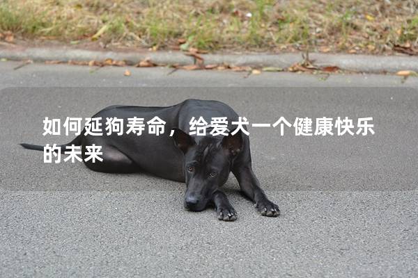 如何延狗寿命，给爱犬一个健康快乐的未来