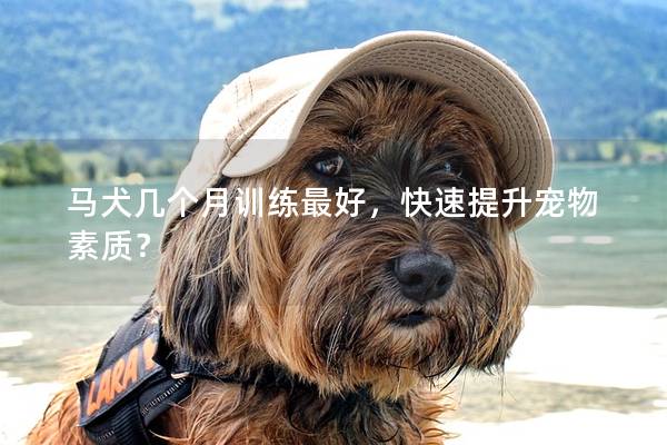 马犬几个月训练最好，快速提升宠物素质？