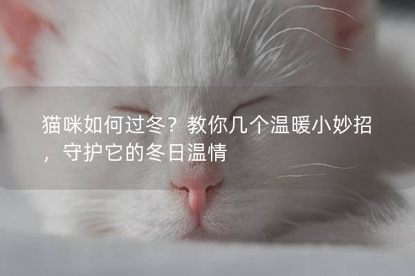 猫咪如何过冬？教你几个温暖小妙招，守护它的冬日温情