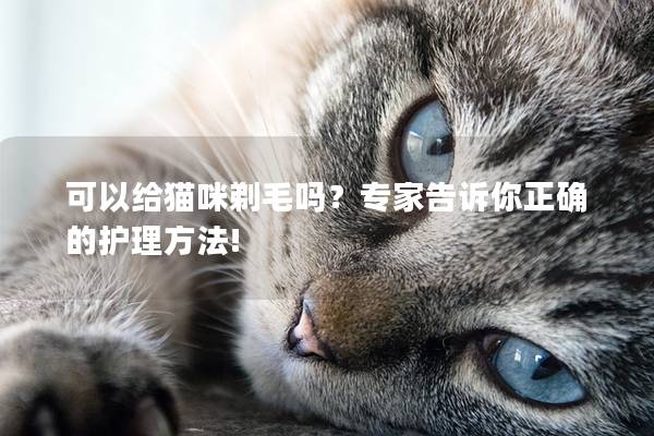 可以给猫咪剃毛吗？专家告诉你正确的护理方法!