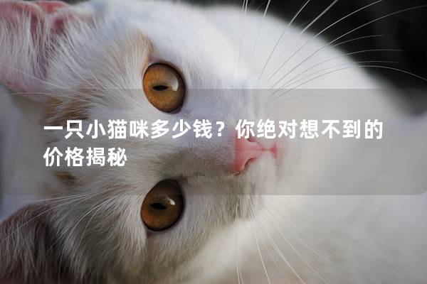 一只小猫咪多少钱？你绝对想不到的价格揭秘