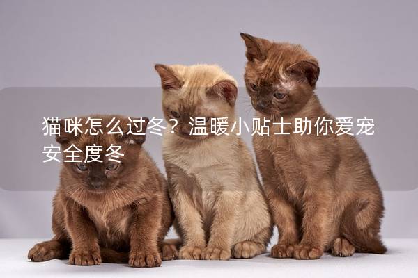 猫咪怎么过冬？温暖小贴士助你爱宠安全度冬