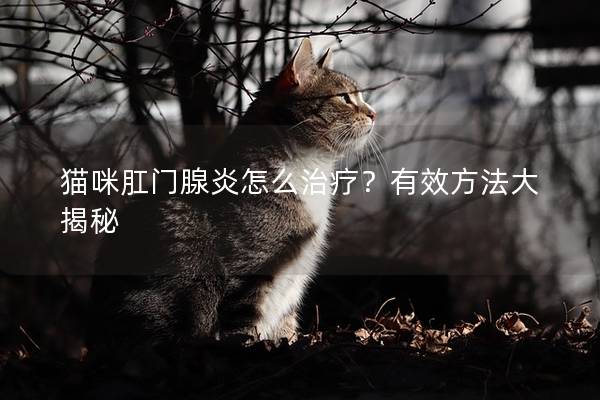 猫咪肛门腺炎怎么治疗？有效方法大揭秘