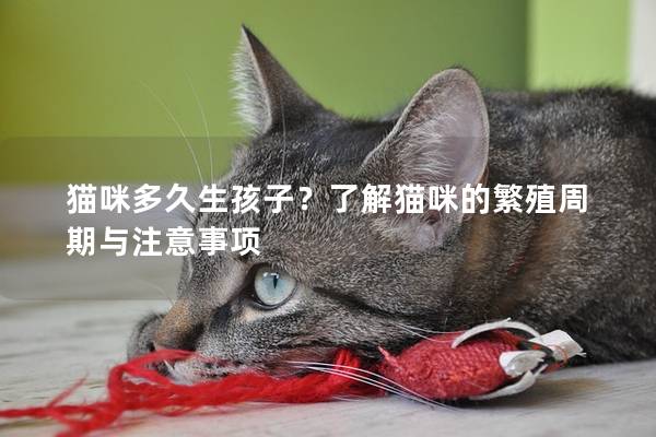 猫咪多久生孩子？了解猫咪的繁殖周期与注意事项