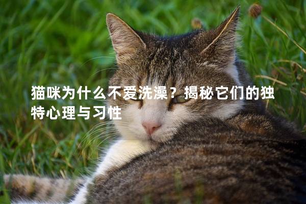 猫咪为什么不爱洗澡？揭秘它们的独特心理与习性