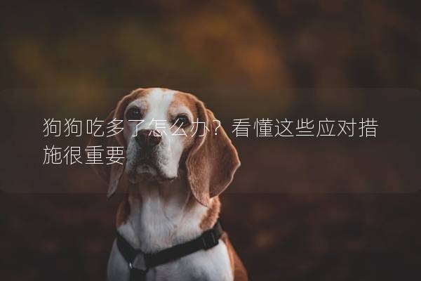 狗狗吃多了怎么办？看懂这些应对措施很重要