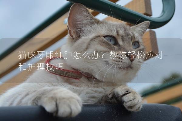 猫咪牙龈红肿怎么办？教你轻松应对和护理技巧