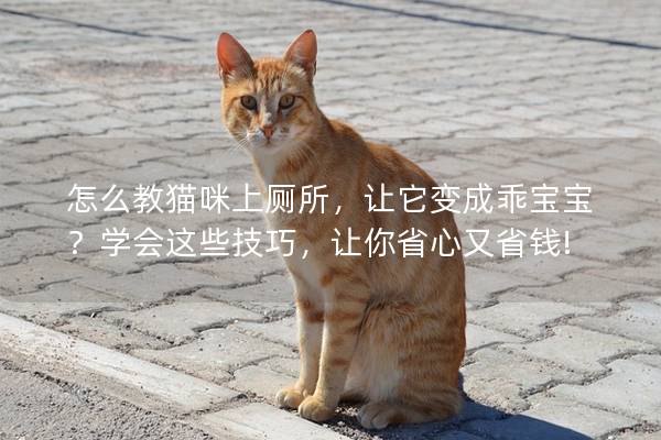 怎么教猫咪上厕所，让它变成乖宝宝？学会这些技巧，让你省心又省钱!