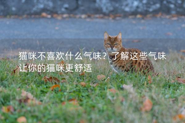 猫咪不喜欢什么气味？了解这些气味让你的猫咪更舒适