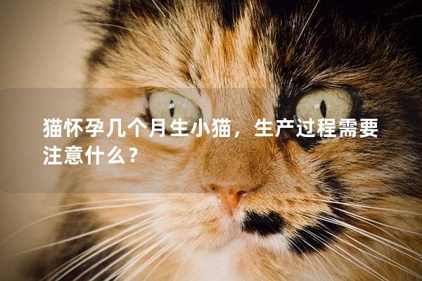 猫怀孕几个月生小猫，生产过程需要注意什么？