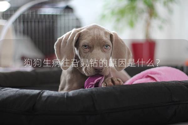 狗狗生病往旮旯钻的原因是什么？