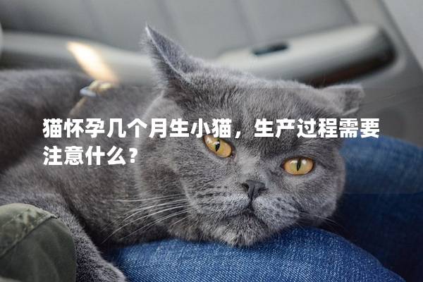 猫怀孕几个月生小猫，生产过程需要注意什么？