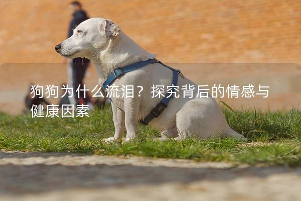 狗狗为什么流泪？探究背后的情感与健康因素