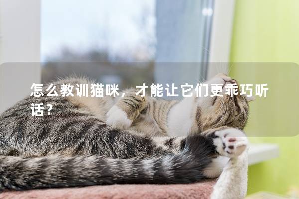 怎么教训猫咪，才能让它们更乖巧听话？