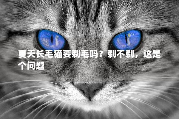 夏天长毛猫要剃毛吗？剃不剃，这是个问题