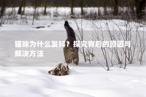 猫咪为什么发抖？探究背后的原因与解决方法