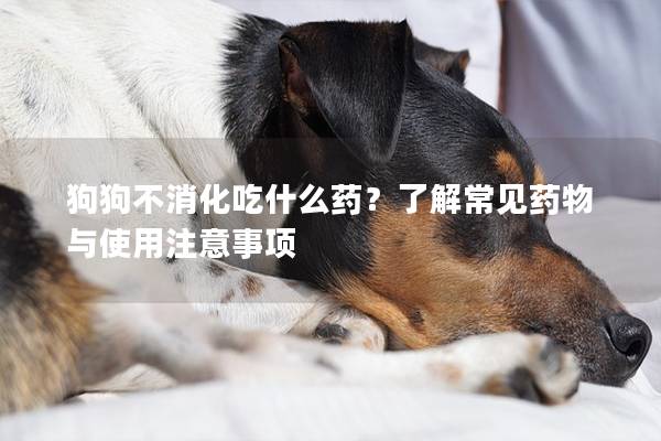 狗狗不消化吃什么药？了解常见药物与使用注意事项