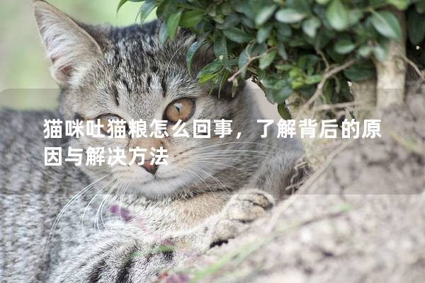 猫咪吐猫粮怎么回事，了解背后的原因与解决方法