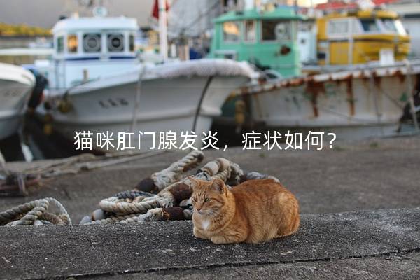 猫咪肛门腺发炎，症状如何？