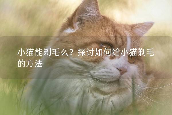 小猫能剃毛么？探讨如何给小猫剃毛的方法