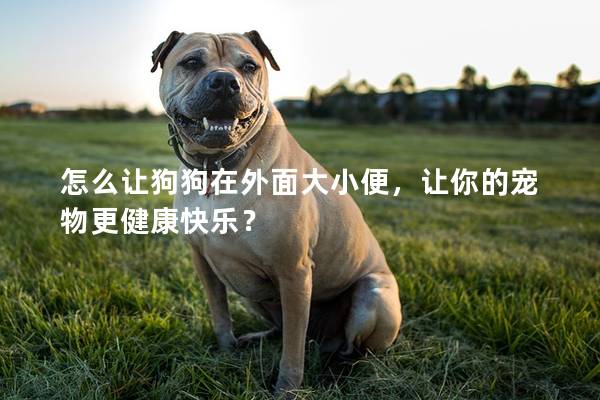 怎么让狗狗在外面大小便，让你的宠物更健康快乐？