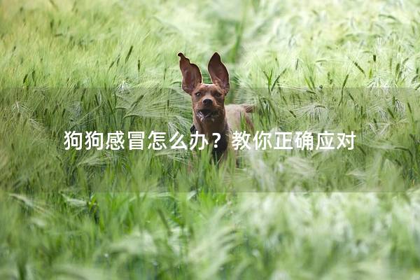 狗狗感冒怎么办？教你正确应对