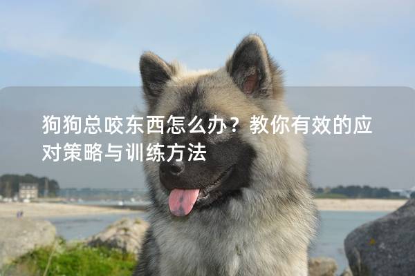 狗狗总咬东西怎么办？教你有效的应对策略与训练方法