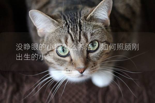 没睁眼的小猫怎么养活？如何照顾刚出生的小猫