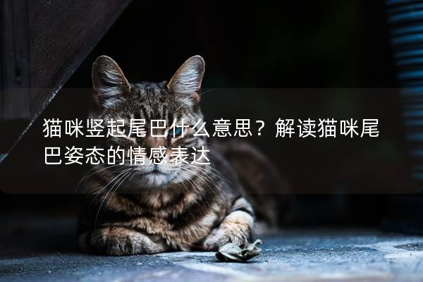 猫咪竖起尾巴什么意思？解读猫咪尾巴姿态的情感表达