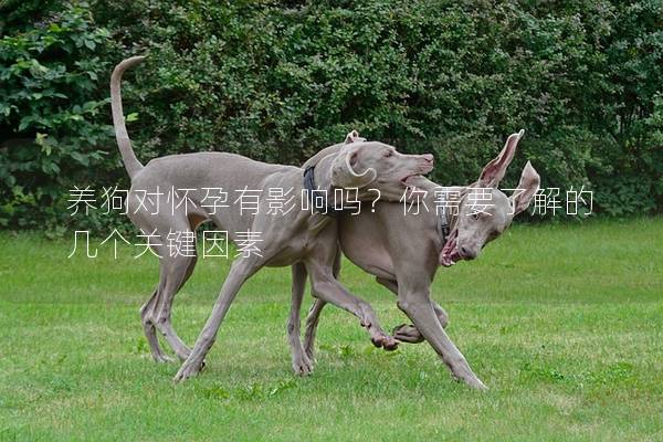 养狗对怀孕有影响吗？你需要了解的几个关键因素