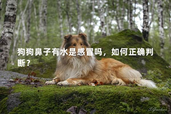 狗狗鼻子有水是感冒吗，如何正确判断？