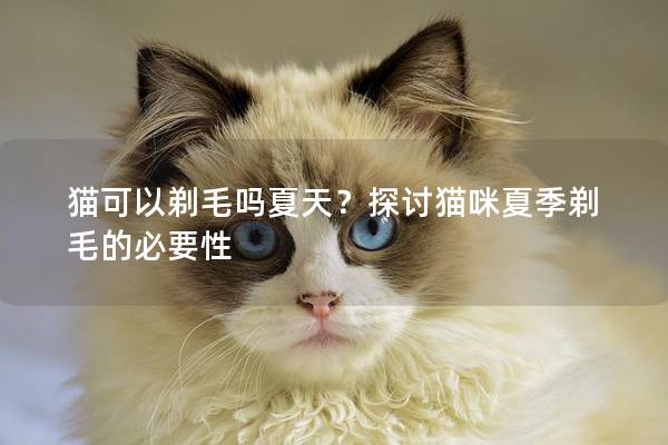 猫可以剃毛吗夏天？探讨猫咪夏季剃毛的必要性