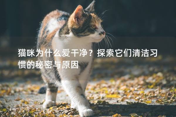 猫咪为什么爱干净？探索它们清洁习惯的秘密与原因