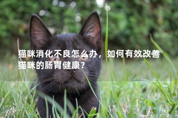 猫咪消化不良怎么办，如何有效改善猫咪的肠胃健康？