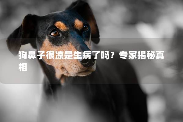 狗鼻子很凉是生病了吗？专家揭秘真相