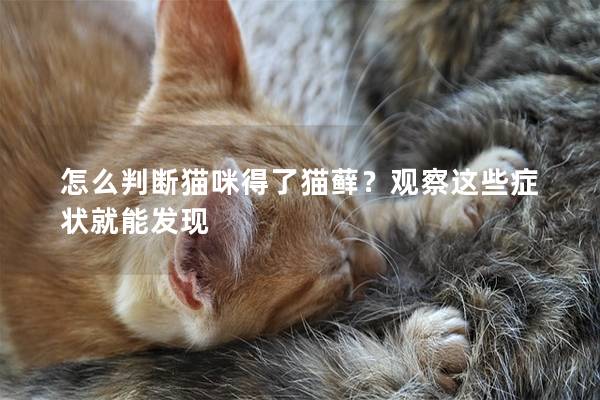 怎么判断猫咪得了猫藓？观察这些症状就能发现