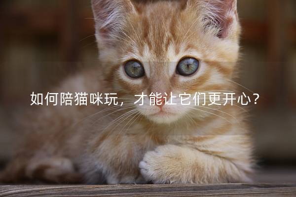 如何陪猫咪玩，才能让它们更开心？