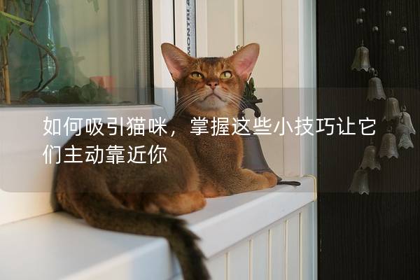 如何吸引猫咪，掌握这些小技巧让它们主动靠近你