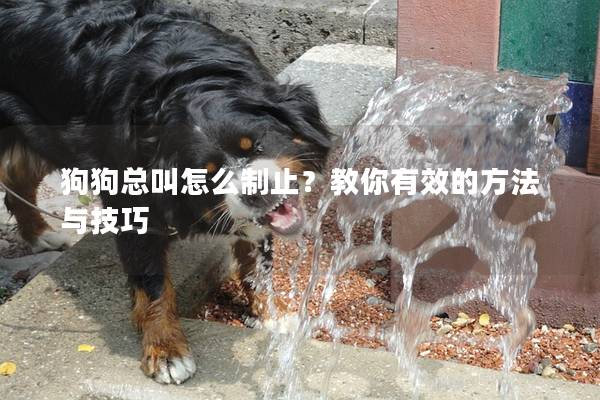 狗狗总叫怎么制止？教你有效的方法与技巧