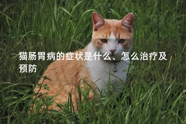 猫肠胃病的症状是什么、怎么治疗及预防