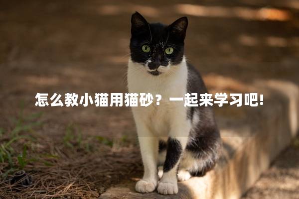 怎么教小猫用猫砂？一起来学习吧!