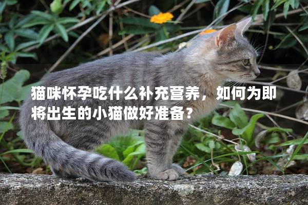 猫咪怀孕吃什么补充营养，如何为即将出生的小猫做好准备？